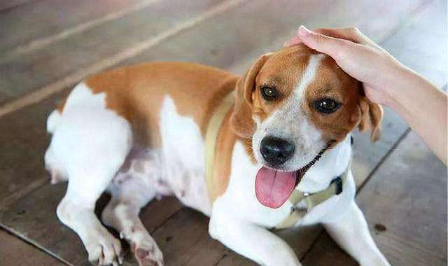 怎莫让狗狗听话?一分天赋九分训练(图1)