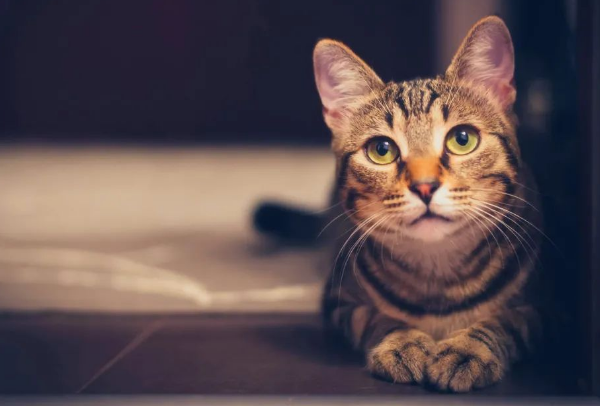 你的猫咪无聊啊吗?小猫咪太无聊的5个征兆,看看吧你家猫中招没(图1)