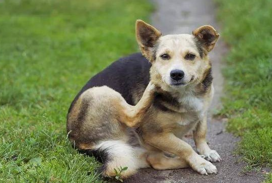 狗狗始终挠他 铲屎官要注意一点了!(图1)