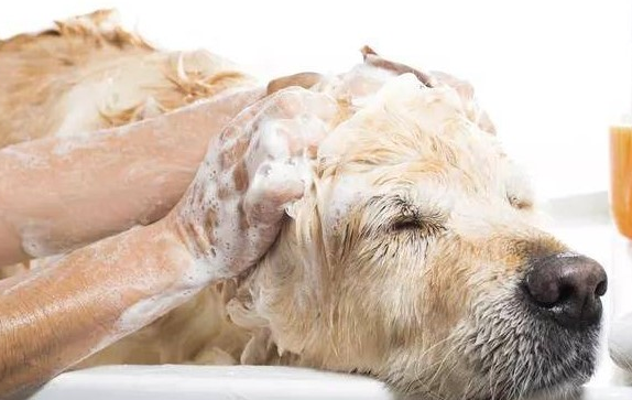 狗狗始终挠他 铲屎官要注意一点了!(图2)