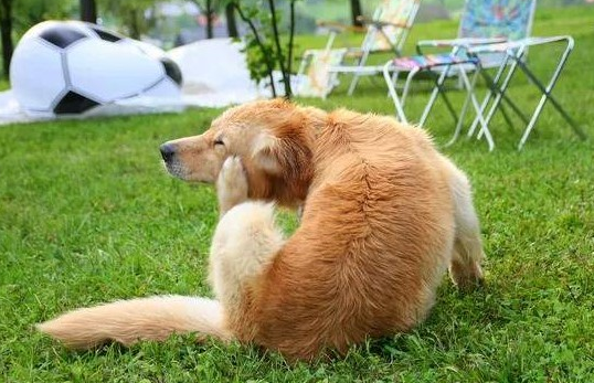 狗狗始终挠他 铲屎官要注意一点了!(图3)