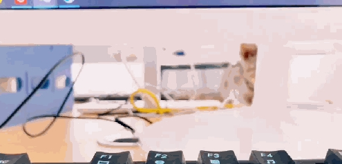 公司养猫 员工洗完以后手放在旁边猫怀里暖 猫：我为公司付出了少…(图1)