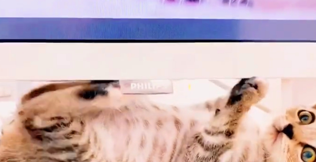 公司养猫 员工洗完以后手放在旁边猫怀里暖 猫：我为公司付出了少…(图2)