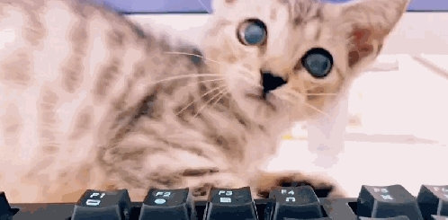公司养猫 员工洗完以后手放在旁边猫怀里暖 猫：我为公司付出了少…(图3)