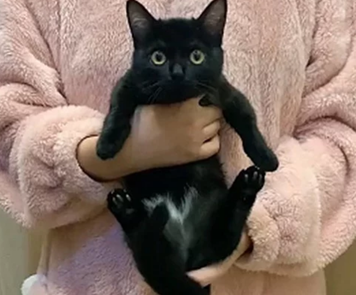 墙上贴了张寻猫启事 画得像是闹着玩的一样的 看见真在他身后却想点zan了(图1)