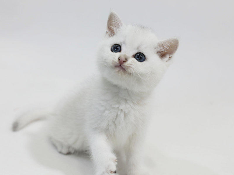 网上卖萌的猫猫狗狗 能给自己赚到鱼干狗粮吗？(图1)