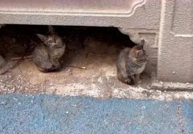 流浪猫妈妈叼着刚阴历的4只小猫来我家 然后把就长久居住走吗了(图1)