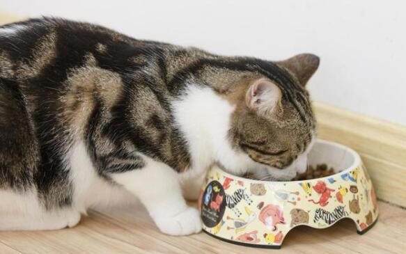 波奇宠物及旗下怡亲宠物捐赠猫粮 怡亲猫粮关爱和高校流浪猫(图1)