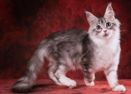 一只缅因猫从佛山托运到长沙的案例分享！(图2)