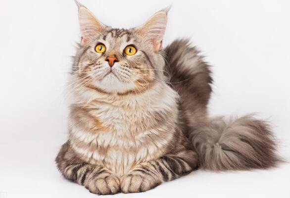 一只缅因猫从佛山托运到长沙的案例分享！(图1)