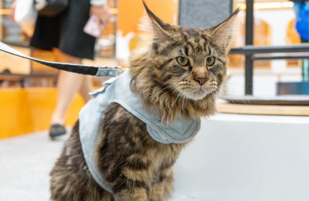 一只缅因猫从佛山托运到长沙的案例分享！(图3)