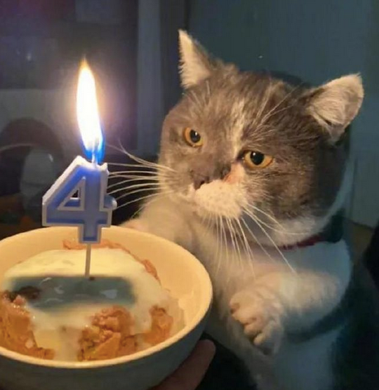 网友给猫过生日 结果眉毛被烧坏一半 它还没有察觉(图1)