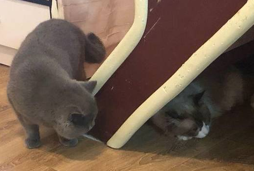 家里新来了布偶猫原住民蓝猫很频繁挑衅结果10分钟被揍了3次(图1)