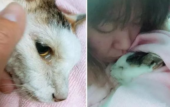 老猫临终前不舍泛泪双手轻抚妈脸庞：谢谢啦你22年来的照顾！(图1)