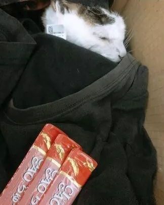老猫临终前不舍泛泪双手轻抚妈脸庞：谢谢啦你22年来的照顾！(图4)