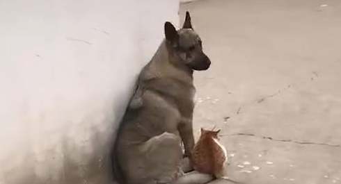 狗跟猫靠在一起阳光曝晒 被别人才发现后亲了猫一口 网民：真清甜(图1)