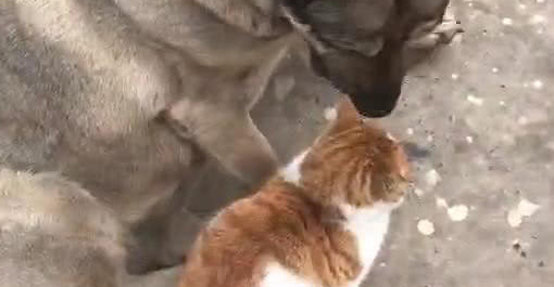 狗跟猫靠在一起阳光曝晒 被别人才发现后亲了猫一口 网民：真清甜(图3)