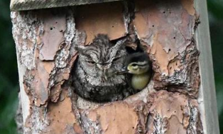 这只小鸭被猫头鹰养大到底是什么鬼？还有这种操作(图2)
