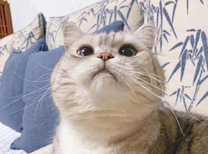 世界上“最肥猫咪”的主人被指责虐待动物(图1)