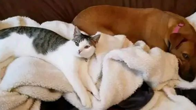 4只小猫相依为伴 小白狸懂得什么勾搭妹子人类 改变了命运(图1)