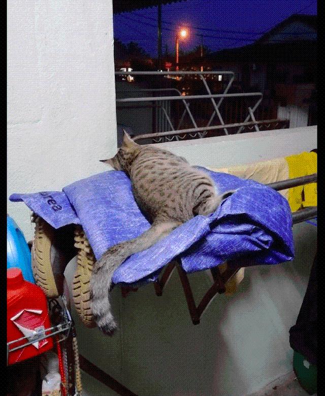 猫咪睡在晾衣架上 从白天睡到半夜 这是马上准备到晚上嗨起来吗？(图2)