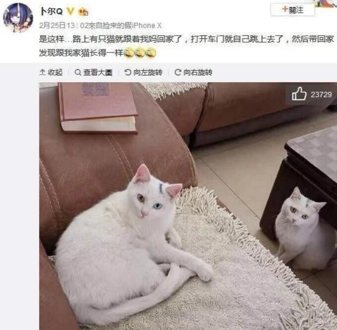 缘分回来了挡不住 领着妈妈回家了的猫咪竟然会和家中的猫咪长得一样的(图1)