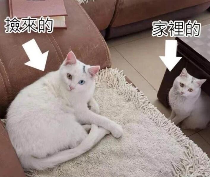 缘分回来了挡不住 领着妈妈回家了的猫咪竟然会和家中的猫咪长得一样的(图2)