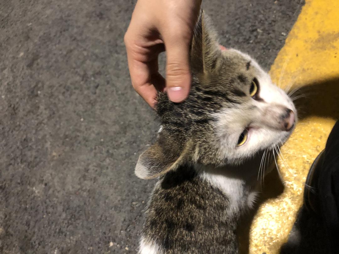 漂泊小猫情感的漩涡荒野 孤单无伴茫然独自游荡 旧友夫妇俩 紧紧跟在身后(图1)
