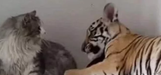 小老虎第二次看到橘猫以为是同类 扑上去又亲又咬 这也太可爱了叭！(图1)