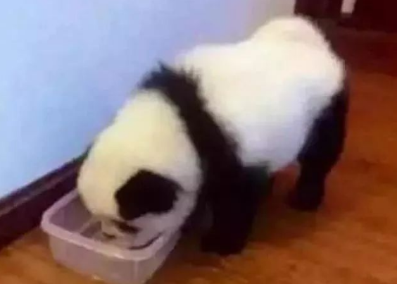 狗狗因长得太像熊猫 被警察亲自登门调查 不自在误会让人笑喷 (图1)