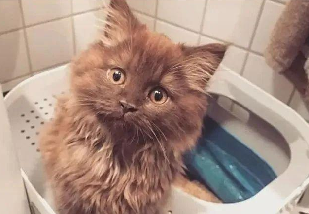 网友抱养撞脸玩具熊的小猫 就是为了再次被抛弃过 小猫举动令人心疼！(图1)