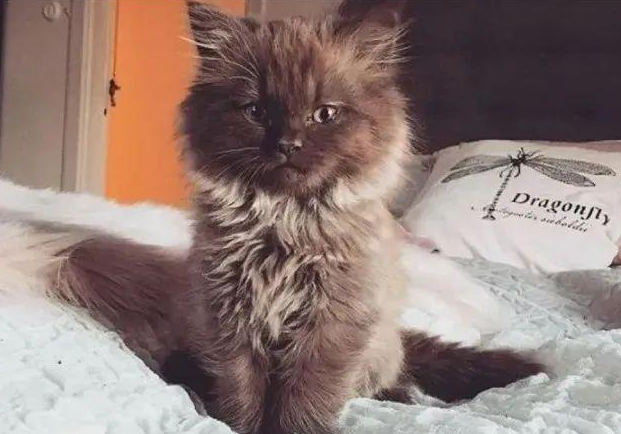 网友抱养撞脸玩具熊的小猫 就是为了再次被抛弃过 小猫举动令人心疼！(图2)