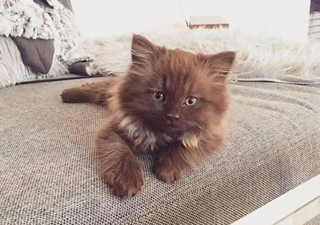 网友抱养撞脸玩具熊的小猫 就是为了再次被抛弃过 小猫举动令人心疼！(图3)