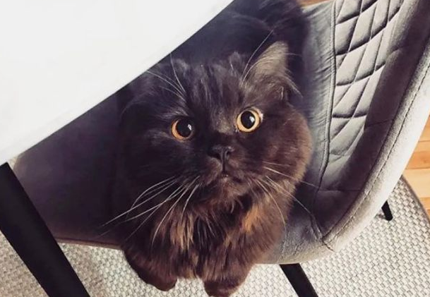 网友抱养撞脸玩具熊的小猫 就是为了再次被抛弃过 小猫举动令人心疼！(图4)