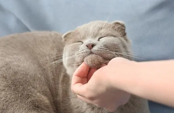 目的是没怀孕 主人把两只猫关一起 过了一晚上 感觉上走错片场了(图1)