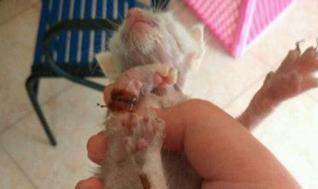 男子把重伤小猫送宠物店却无论它不知死活狠下心离开(图1)