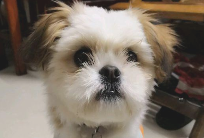 遛猫遛狗时被流浪犬随他 女生喂它点狗粮后 自己狗子瞧着却超凶了(图1)