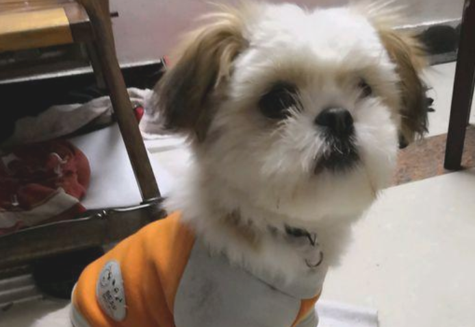 遛猫遛狗时被流浪犬随他 女生喂它点狗粮后 自己狗子瞧着却超凶了(图2)