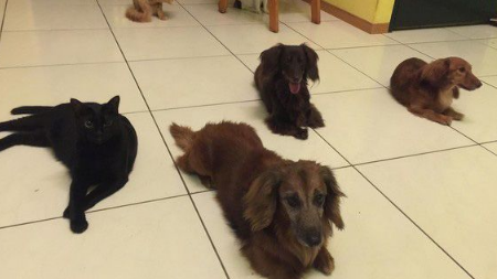 后脑勺好闻吗?萌娃抱黑猫后脑勺狂吸(图3)