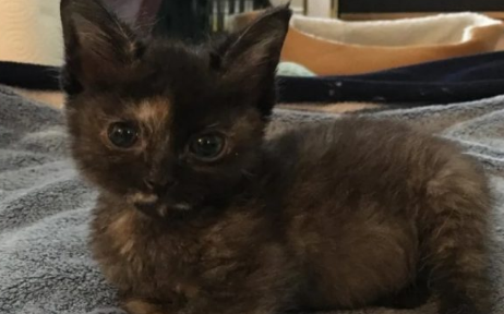 患有先天性疾病小猫数度鬼门关如今成最有爱喵斗士(图3)