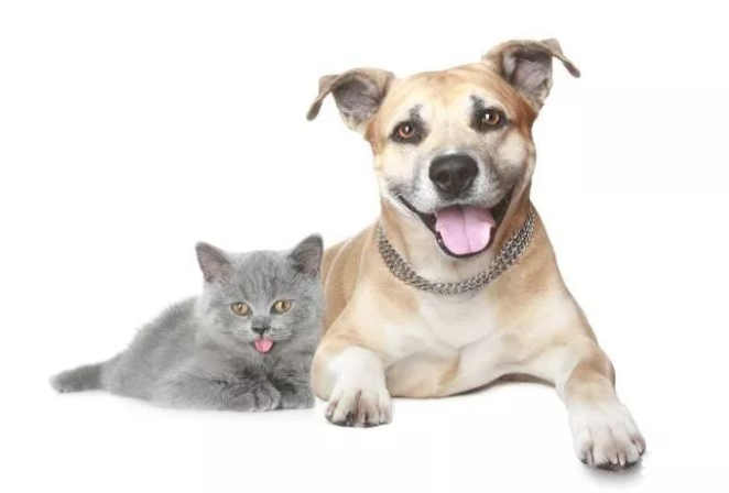 小狗误闯猫咪领地被围困 狗妈妈奋力营救！(图1)