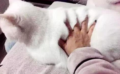 女子请帖闺蜜来家玩 闺蜜真接给了猫咪一巴掌(图1)