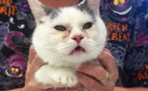 两岁全盲猫咪身型如二个月小猫依然阳光乐观生活(图1)