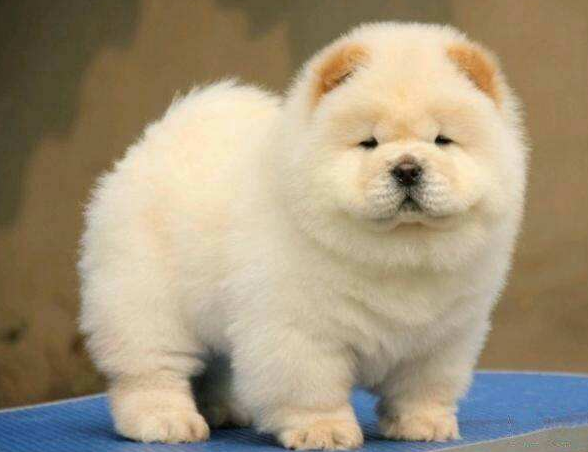 女子在街头当着他的面遛熊猫 得罪了警察叔叔议论纷纷(图1)