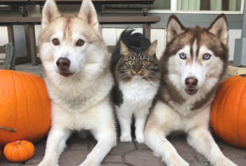 小猫带回来让哈士奇照看 真想不到长大了以后 生长习性有一种十分古怪转变(图3)