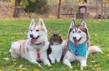 小猫带回来让哈士奇照看 真想不到长大了以后 生长习性有一种十分古怪转变(图2)