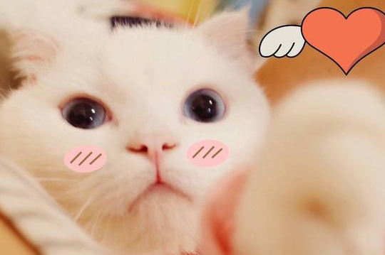 猫咪一早拒绝送飞吻 可掉下去一只蟑螂腿 铲屎官脸色都变了(图1)