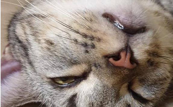 猫咪一早拒绝送飞吻 可掉下去一只蟑螂腿 铲屎官脸色都变了(图4)