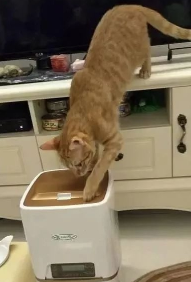 买自动喂食器后 橘猫把喂食器都要抠坏啦 主人:你胃是无底洞吗(图3)