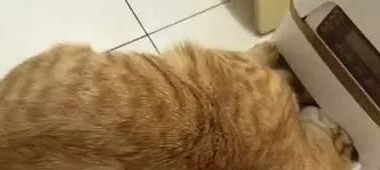 买自动喂食器后 橘猫把喂食器都要抠坏啦 主人:你胃是无底洞吗(图1)